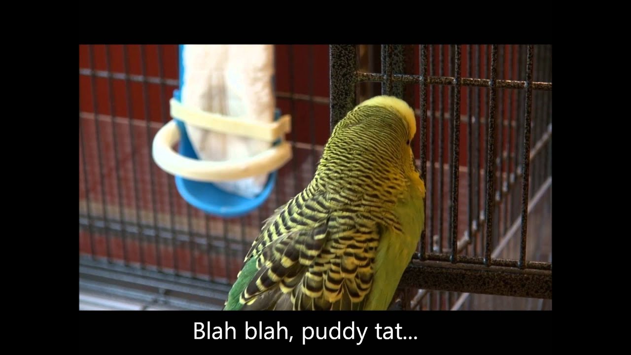 Talking Bird, Confused Human