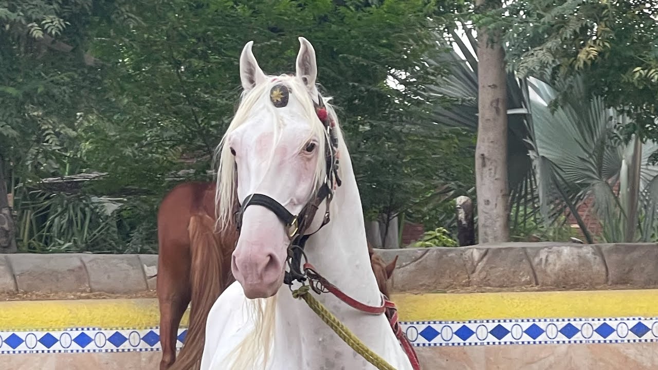 Best Nukra Horses Of Pakistan Dera Malik Fazal Abbas Mahay Multan