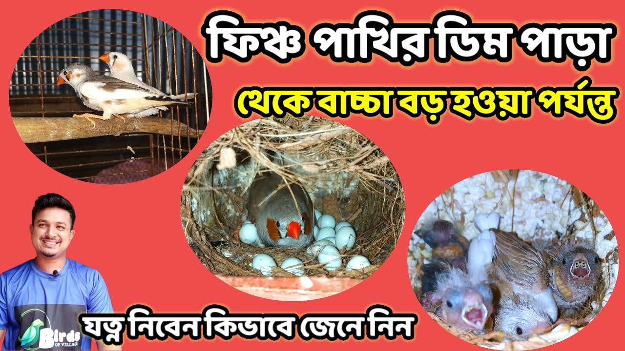 ফিঞ্চ পাখির ডিম পাড়া থেকে বাচ্চা বড় হওয়া পর্যন্ত যত্ন নিবেন কিভাবে জেনে নিন | Birds of village