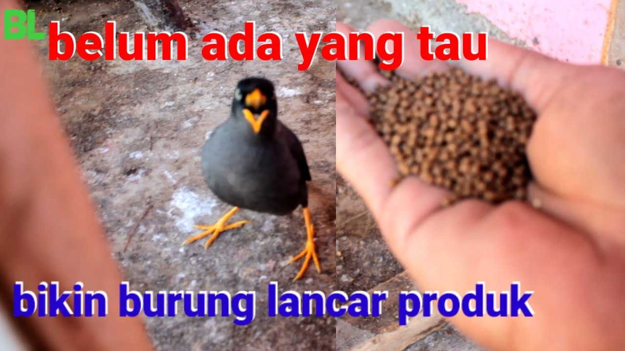 makanan rahasia untuk burung jalak kebo peternak