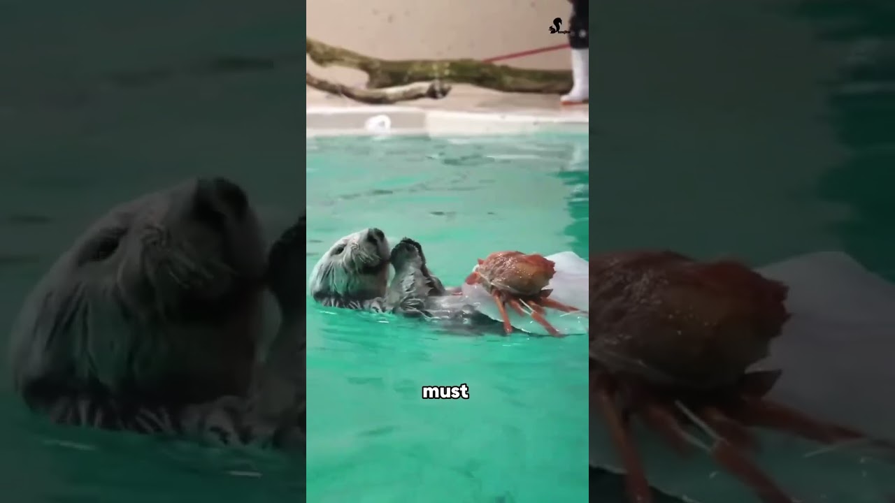 Sea otter 