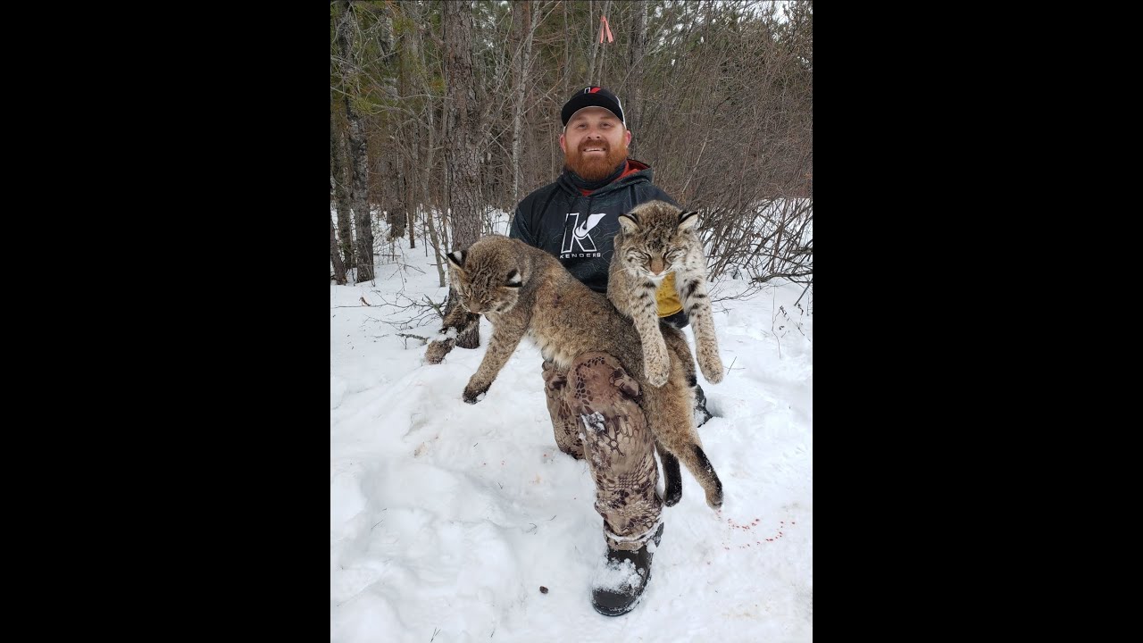 Minnesota Bobcat Trapping Part 2