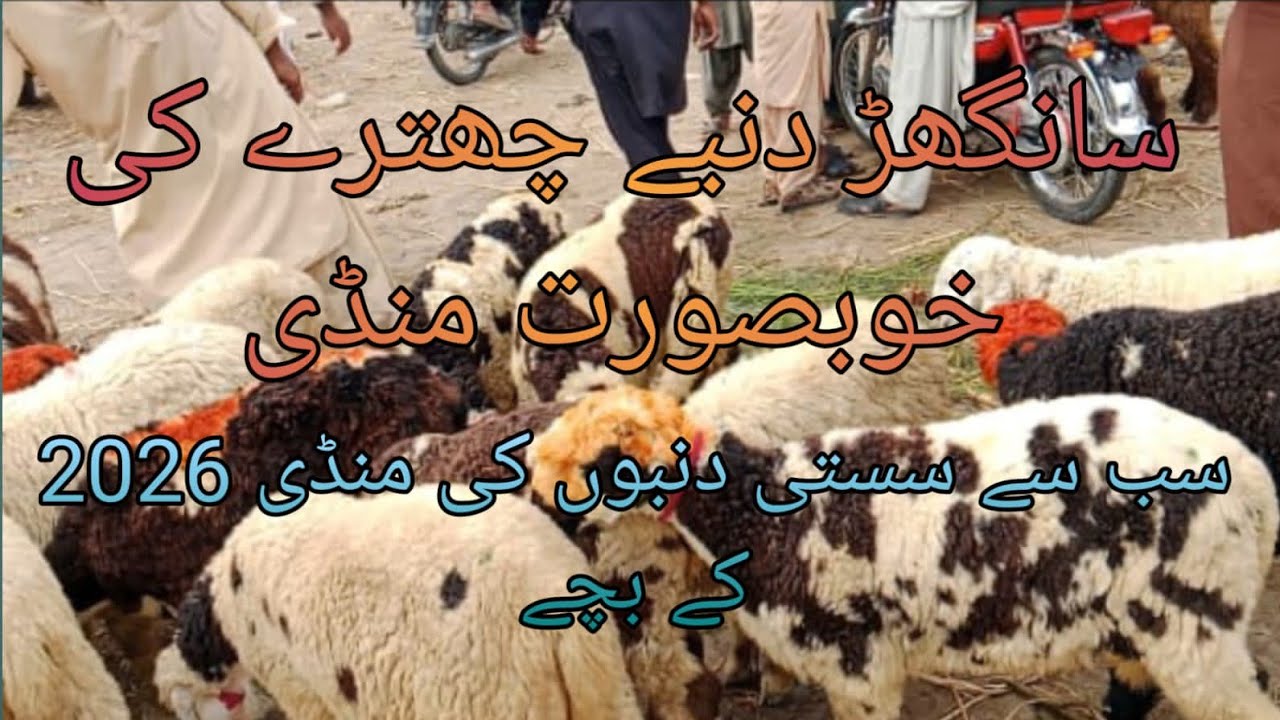 Sanghar Dombay sheep Mandi latest new update Qurbani 2026 K Lia sastay Dombay colourful bachay