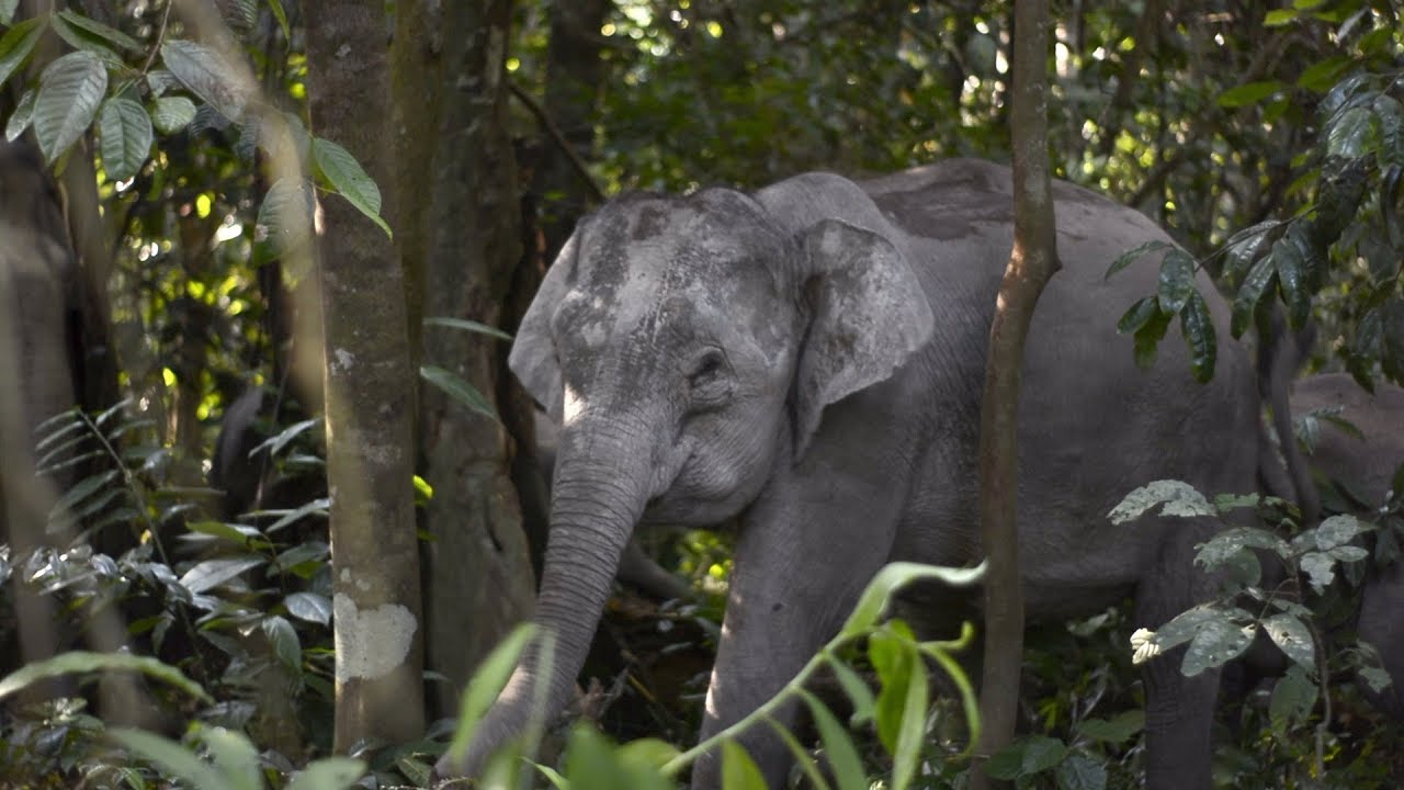 Planting Trees for Elephants
