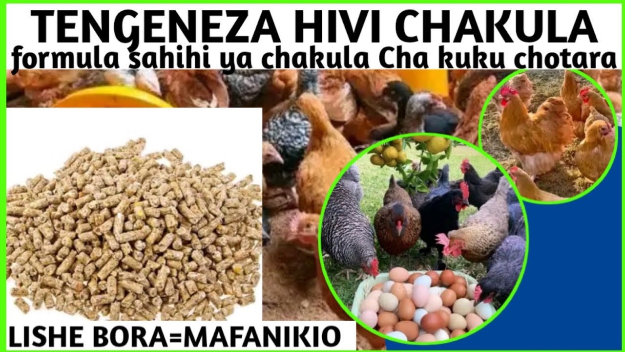 CHAKULA BORA kwa Kuku CHOTARA | Formula Kamili ya KUROILER, SASSO na TANBRO!