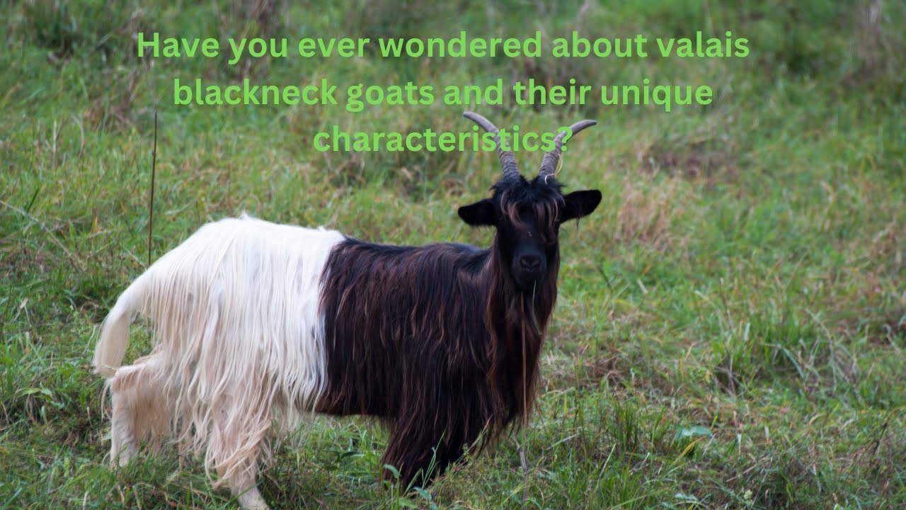 Have you ever wondered about valais blackneck goats and their unique characteristics?