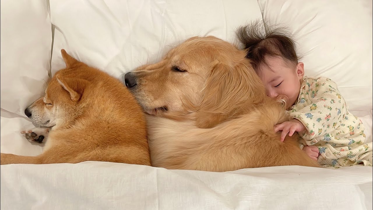 まるで兄妹のようにくっつきあって眠る豆柴とゴールデンレトリバーが可愛すぎました...