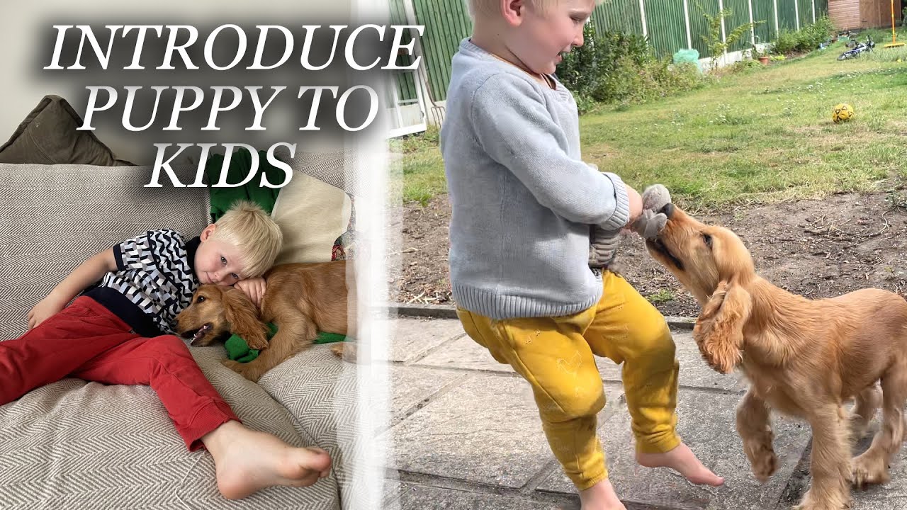 HOW TO INTRODUCE A PUPPY TO TODDLER | TRAIN DOG TO BE OK WITH KIDS | ALINA GHOST