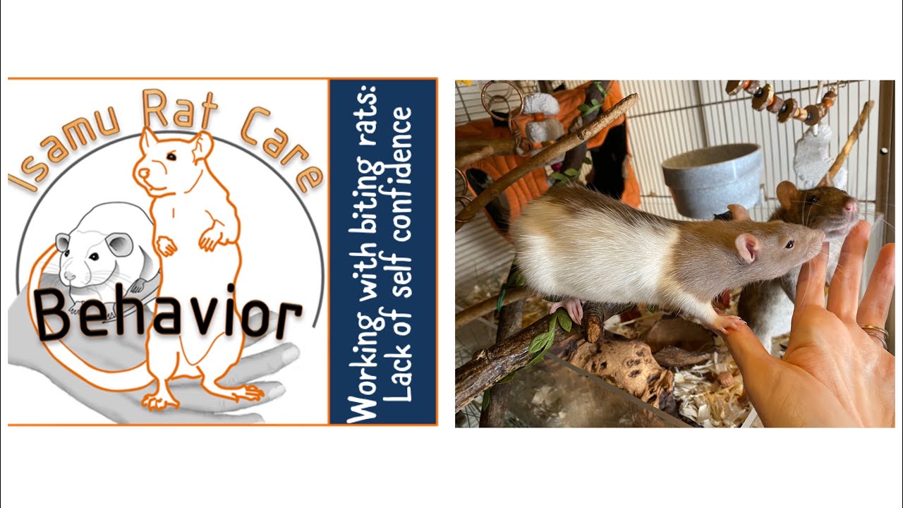 Working with biting rats: lack of self confidence