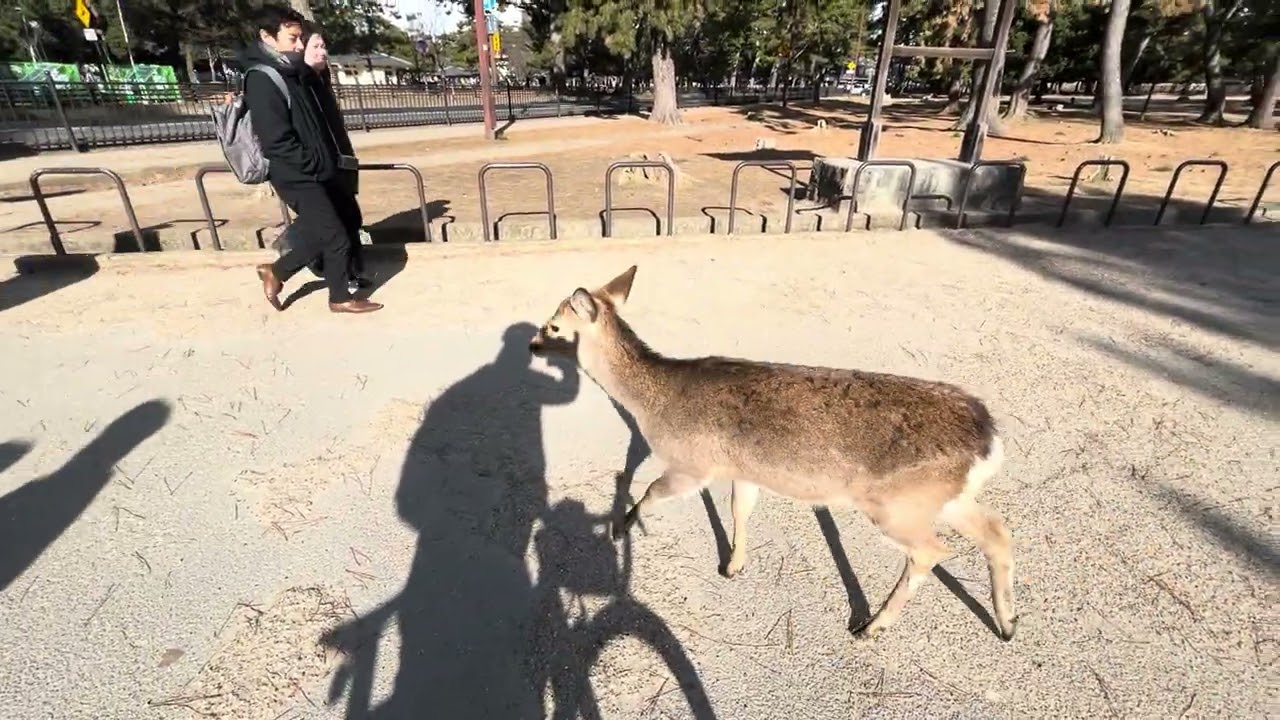 Nara 2026/01/11 - Deer country