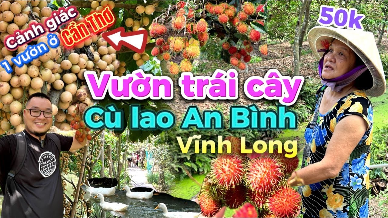 463. Tham quan vườn trái cây Chôm chôm tại cù lao An Bình Vĩnh Long và cảnh giác 1 vườn ở Cần Thơ