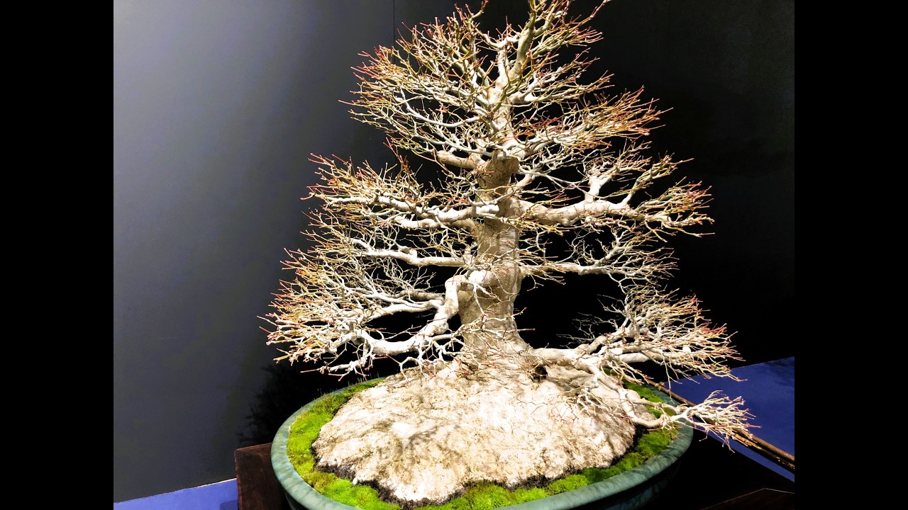 100th Ed. KOKUFU BONSAI EXHIBITION  Part 2 「Video B」・第100回国風盆栽展　(後期）ビデオB　Feb.14th~18th, 2026 #bonsai