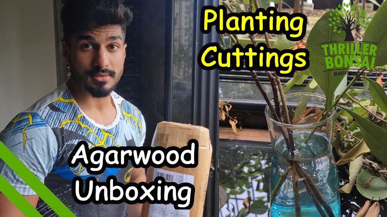 Unboxing & Planting Agarwood Tree & Some other cuttings