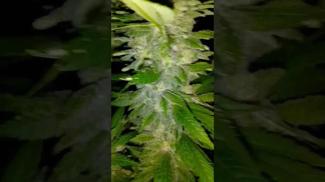 trichomes