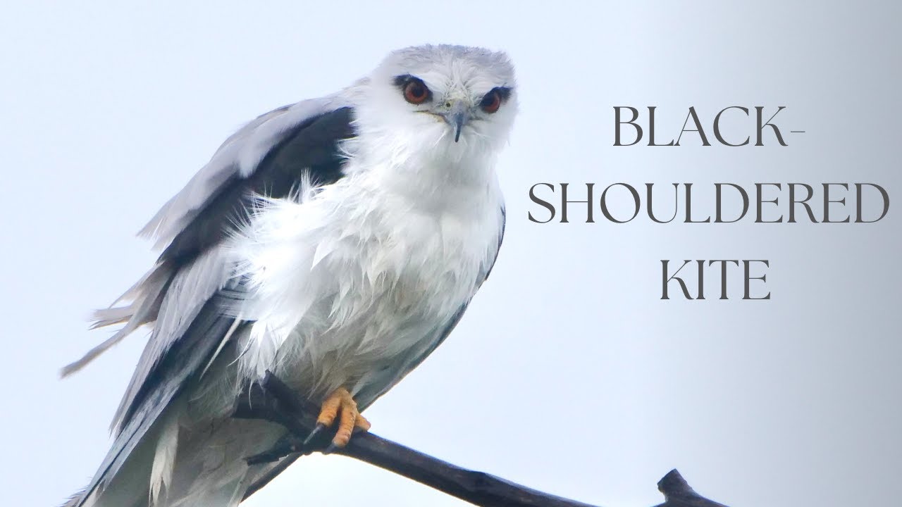 Black-shouldered Kite Facts | Australian Raptor Species