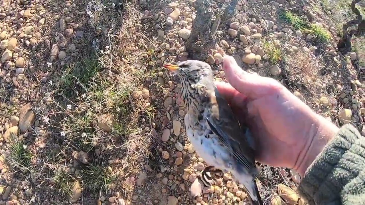 CHASSE DE LA GRIVE ET DE LA PALOMBE  AU POSTE DANS LE 84 / DERNIER COUP