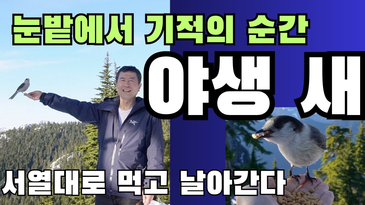 눈밭에서 벌어진 기적의 순간, 야생새가 사람 손 위에 앉았다. 서열대로 먹고 날아간다.밴쿠버 시모어 산에서 벌어진 믿기 힘든 교감, 굶주린 새들이 선택한 단 한 사람,실제 야생 새