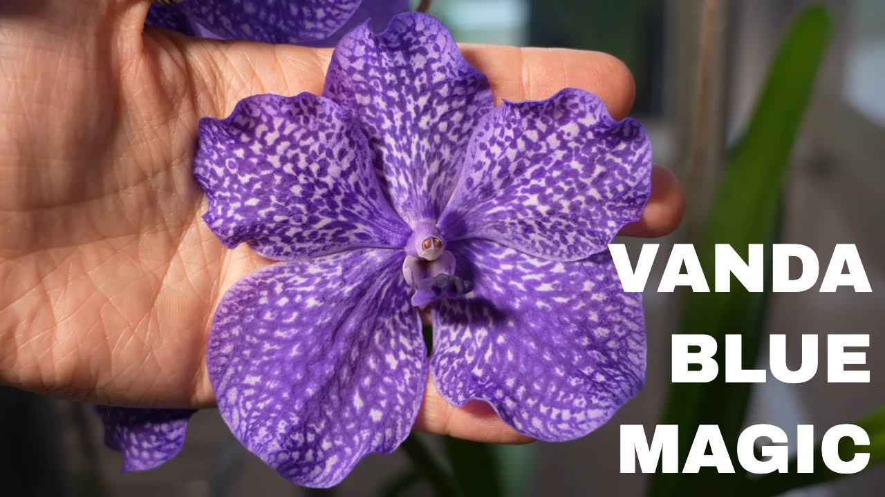 Vanda Hybrid 'Blue Magic' Orchid in Bloom