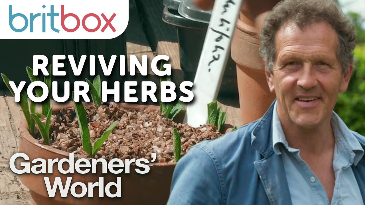 How to Revive Your Sage Garden | Gardener's World