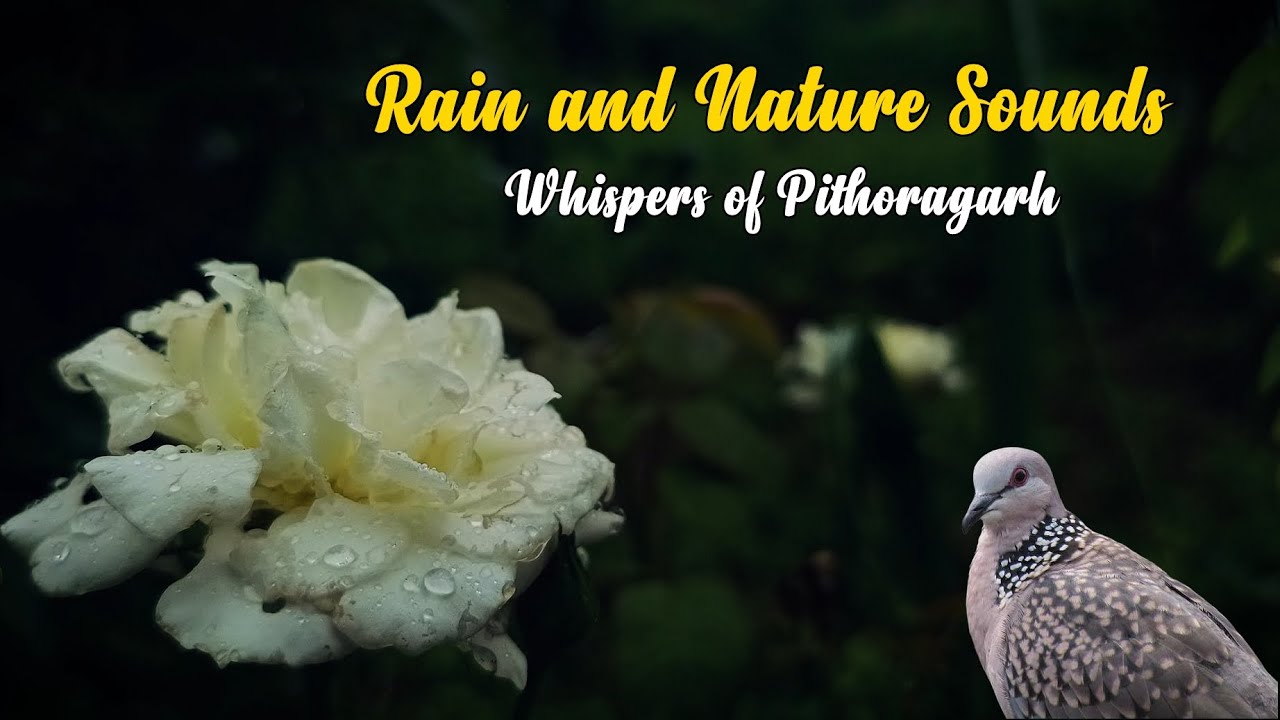 Rain and Nature Sounds | Whispers of Pithoragarh | Folk Songs of Uttarakhand | Umbrella Studios