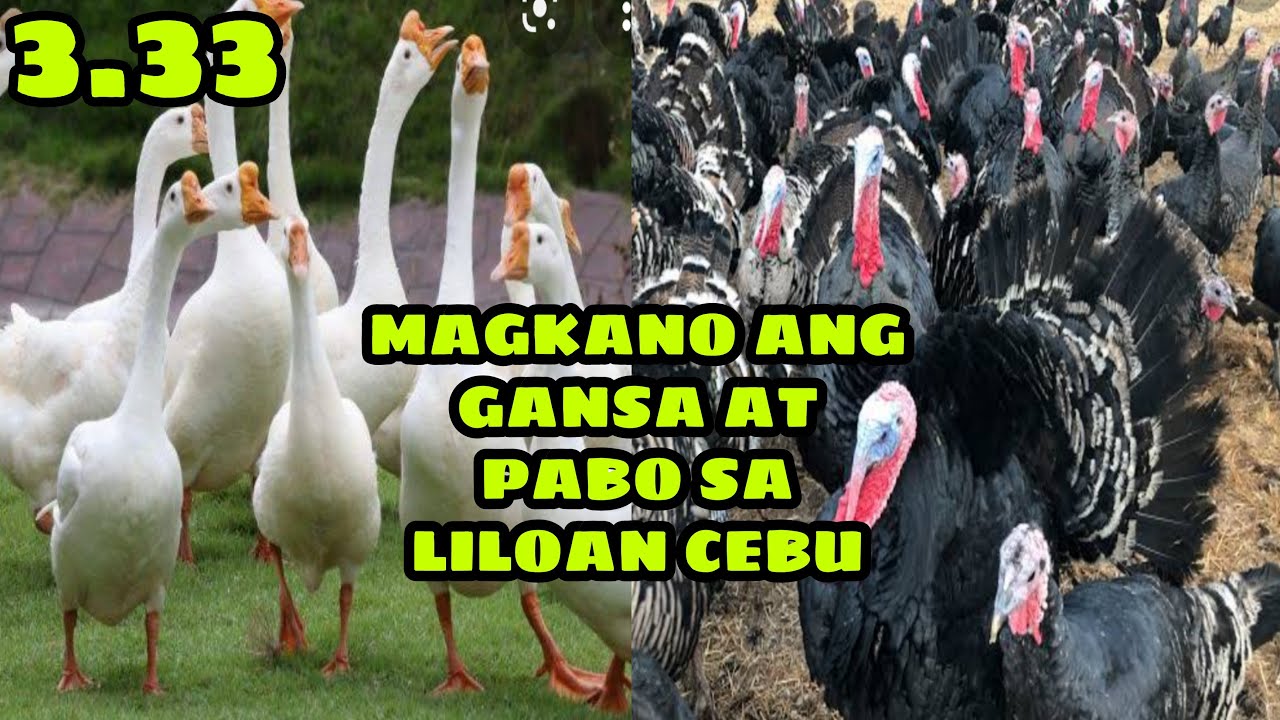 MAGKANO ANG GANSA AT PABO SA LILOAN CEBU | ERIC AMBAKING
