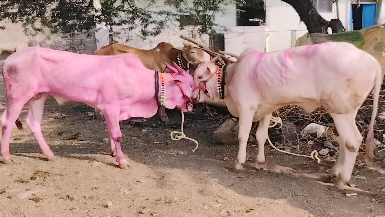 yemmiganur kilara Oxess Videos // Sunday milk teeth kilara Cattils Videos 2024