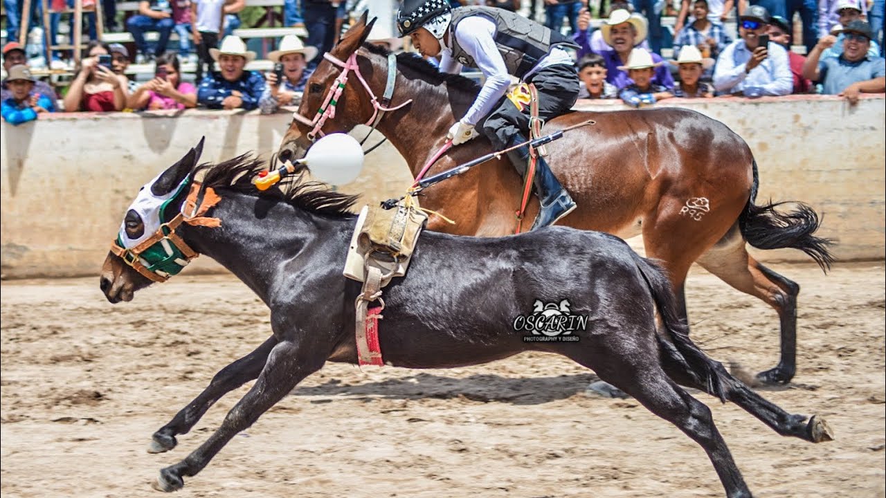 El Burro Más Pequeño Y Rápido Del Mundo | DURANGO VS SINALOA, Carreras De Caballos Mx.