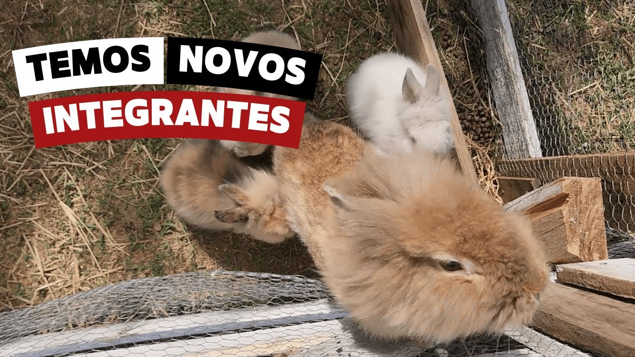 Fizemos a CASINHA para os COELHOS com  PALLET - T1 Ep.18