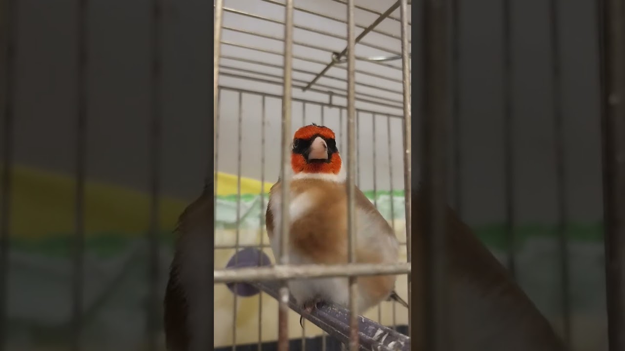 saka ötüşü