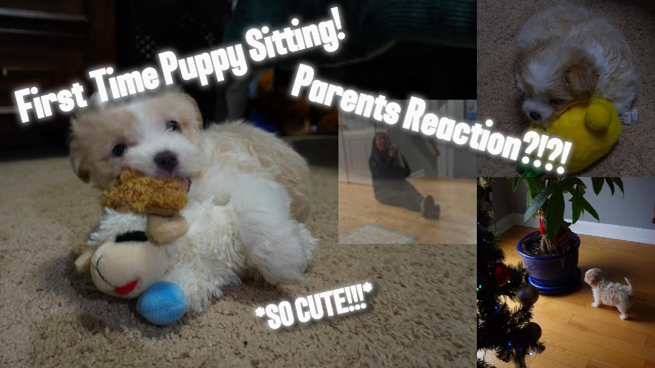 1st Time Puppy Sitting | Parents Reaction ?!?! | Leonardo Carbajal