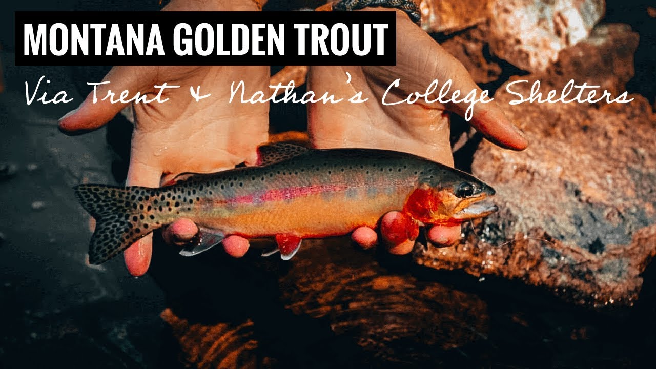 Montana Golden Trout via Trent and Nathan