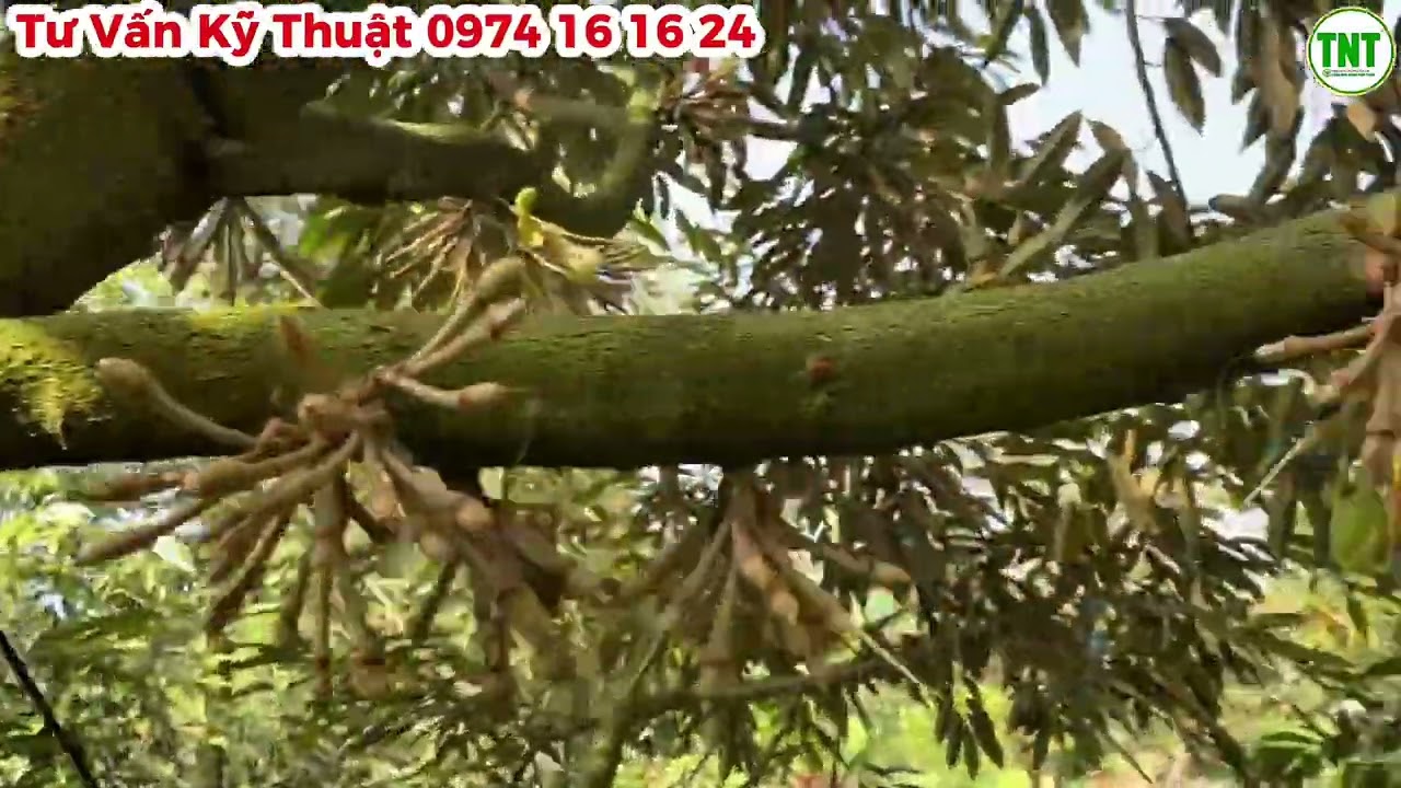 Vườn Sầu Riêng Musaking ở Phong Điền Chạy Trái Nhanh, Đậu Trái Ổn, Mẫu Trái Ban Đầu Tương Đối Đẹp