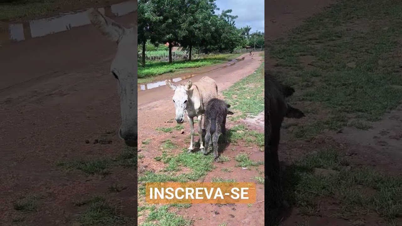 JUMENTA MAMANDO #chicomuseu #vidanaro&ccedil;a #chacara #ro&ccedil;a #automobile #chacarapequena #chacararecanto