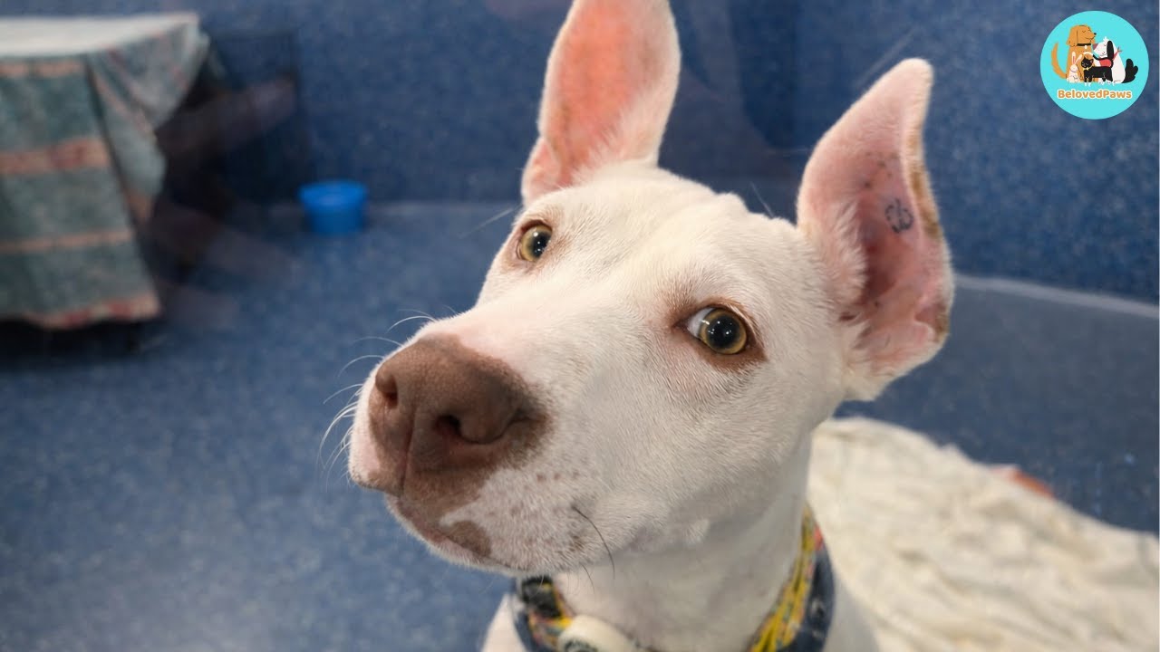 They Chose Another Dog When They Learned the Truth About Him