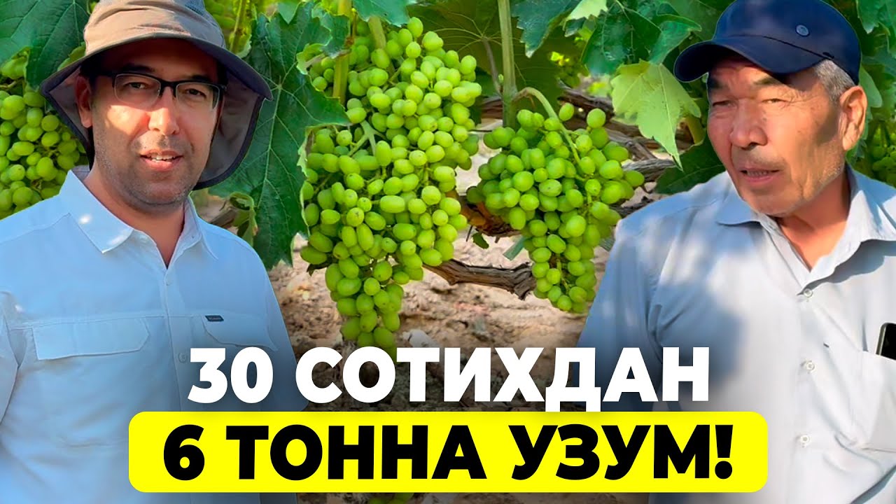 ЭСКИ УЗУМ БОҒНИ СУПЕР БОҒГА АЙЛАНТИРДИМ! НАТИЖАСИНИ КЎРИНГ! | ШУҲРАТ АБРОРОВ #shuhratabrorov