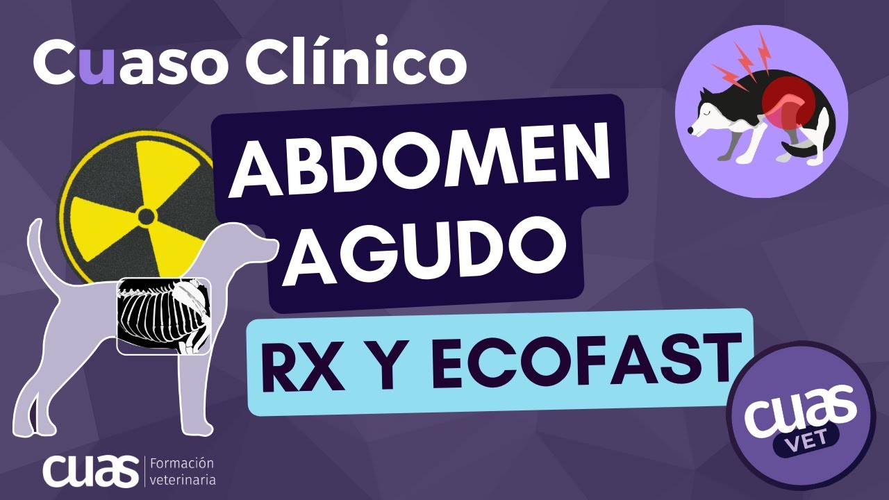 ☢️ Pruebas de imagen (Rx y Ecofast) en un paciente con Abdomen agudo. UCI Veterinaria