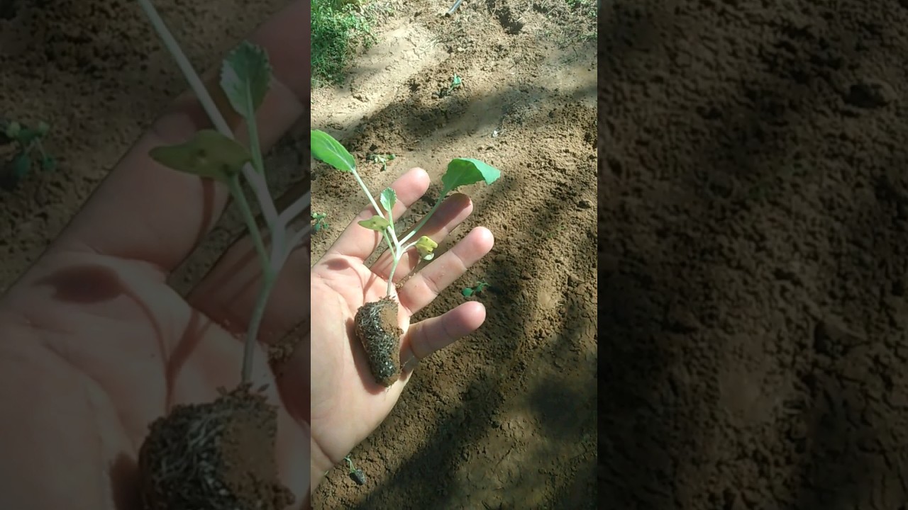 Como plantar couve parte 2 #horta #agro #vidanaro&ccedil;a