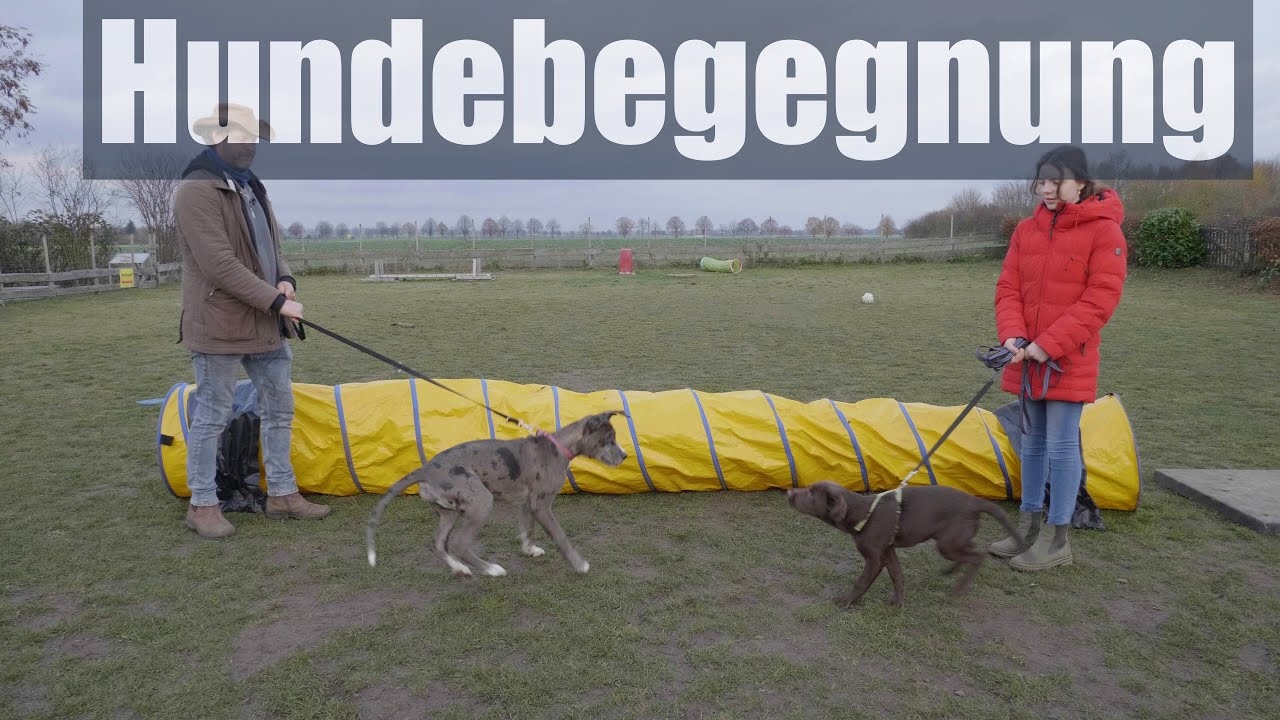 Hundebegegnung | Hundeschule SimSammlerBim