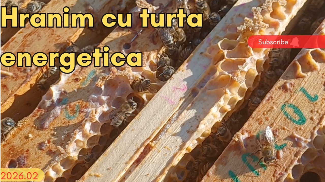 Verific turtele si completez unde trebuie