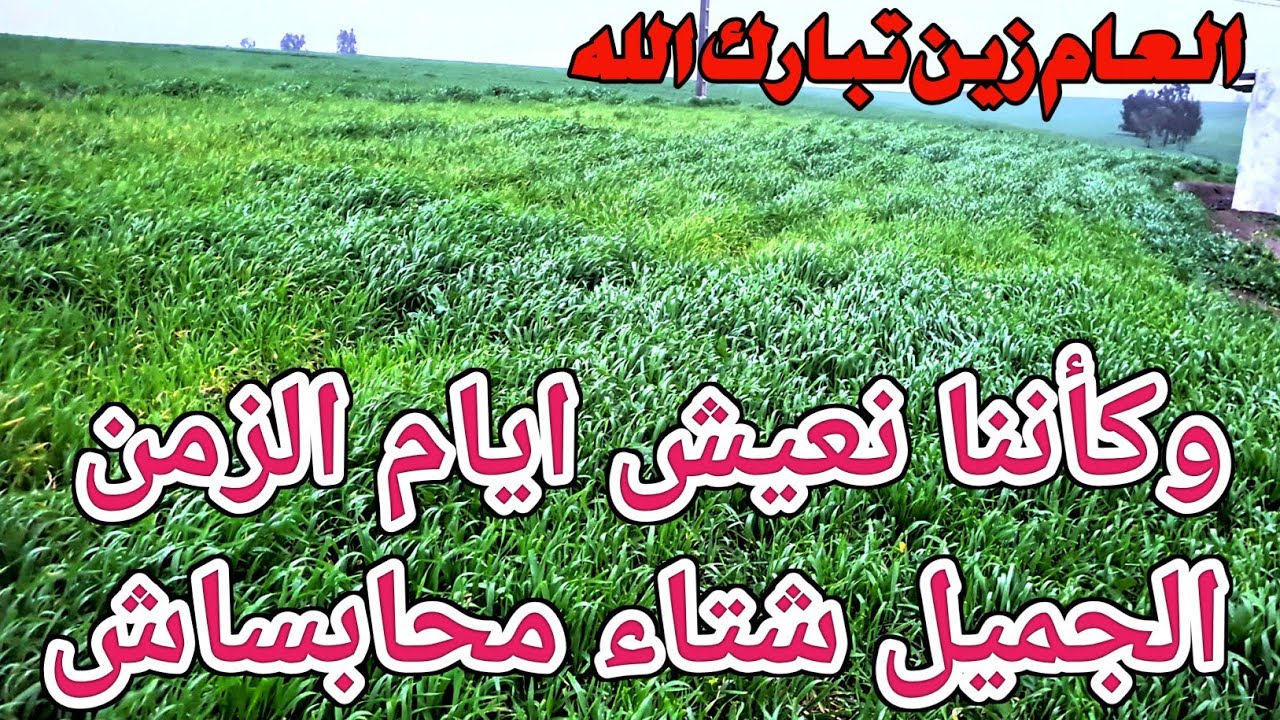الشتاء ماحابساش |خيرات نتاع الفارينا والشعير الشناقة معمرهم يشوفو النهار الابيض