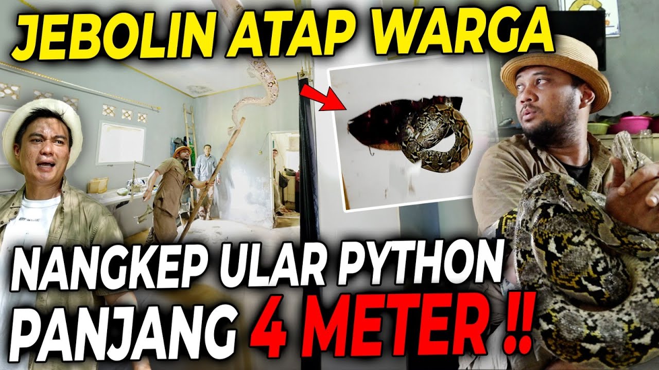 JUBANJI : SEKELUARGA GAK NYADAR, TERNYATA SELAMA INI DI RUMAHNYA TIDUR BARENG ULAR 4 METER