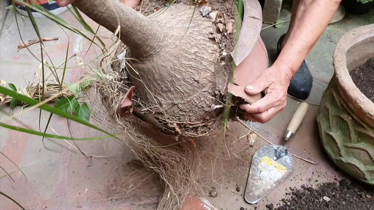 Trasplante de Pata de Elefante.