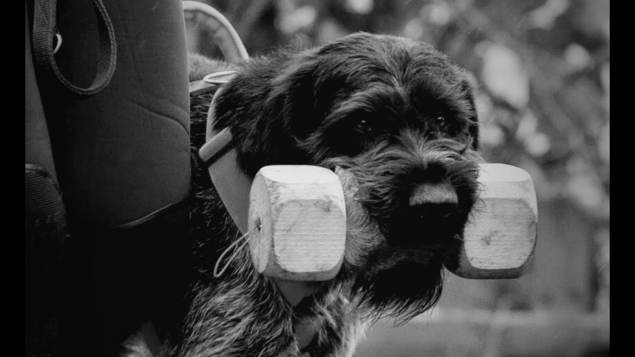 Django - Goodbye My Friend