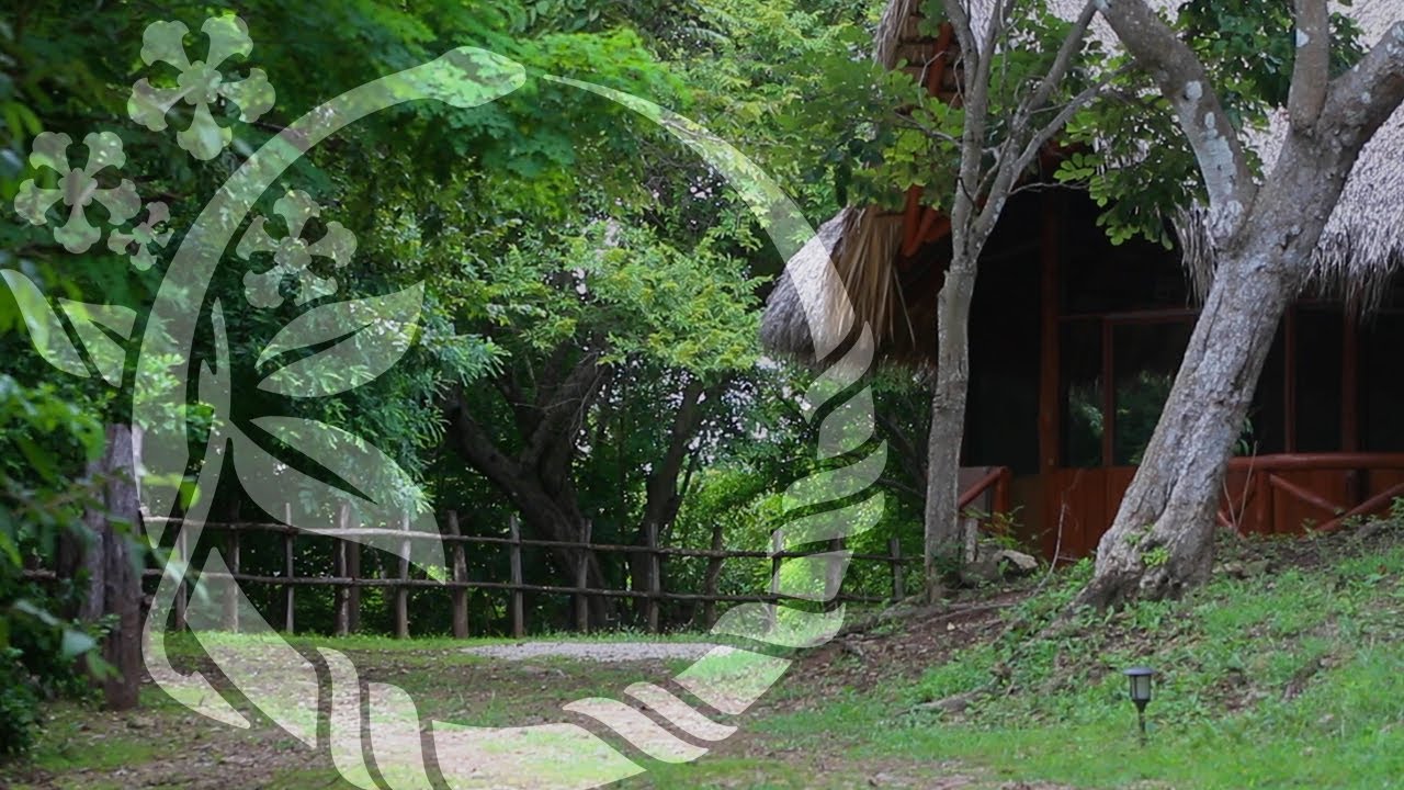 Oni (Ayahuasca) Icaro from Maestro Americo Lopez Sanchez - Soltara Healing Center