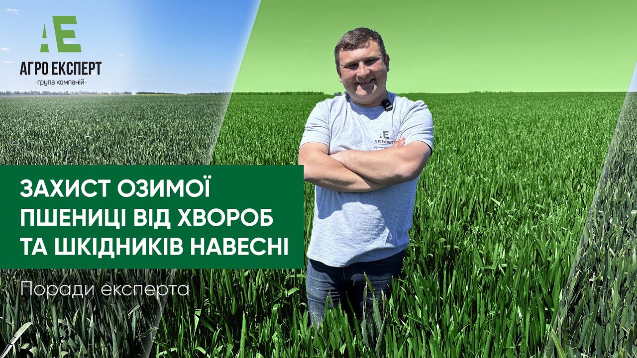 Захист посівів озимої пшениці від хвороб та шкідників | Поради експерта