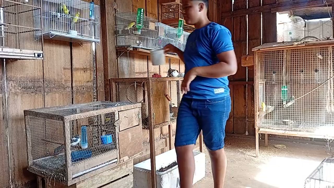 #pasaros