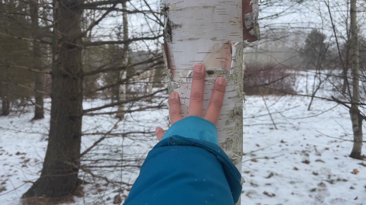 A walk through the World of Trees Collection