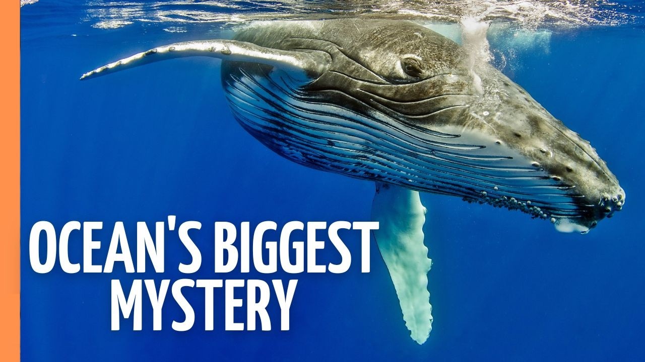Mind-Blowing Facts: The Secret Lives of Marine Mammals Revealed | Full Documentary