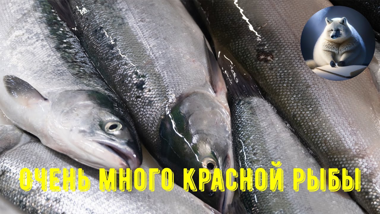 Лососёвая путина на Камчатке