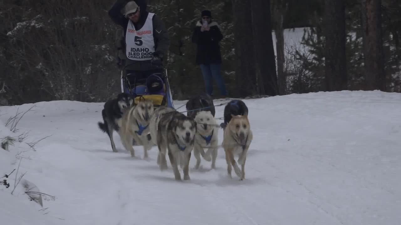 Mushers and their dogs compete in the Warm Lake Stage Race